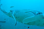 Eagle Ray Liveaboard